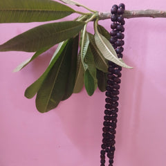 Black/Brown Desi Ghee Pure Tulsi Japa Mala (108+1) Beads 9-10 MM